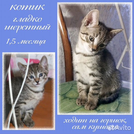 Котенок