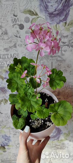 Пеларгония, герань