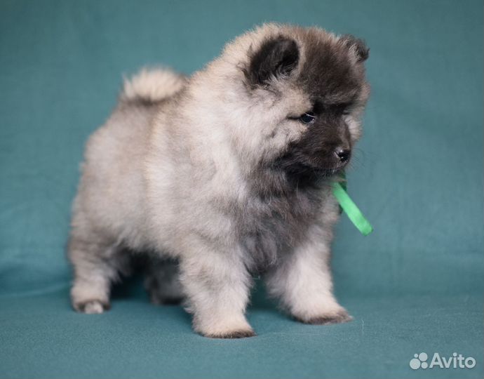 Пушистое счастье - щенок кеесхонда (вольфшпица)