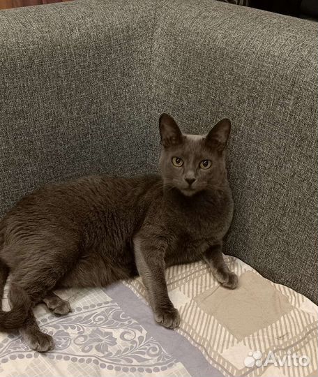 Русская голубая отдам в хорошие руки