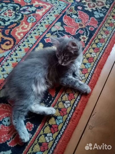 Кошка в дар бесплатно