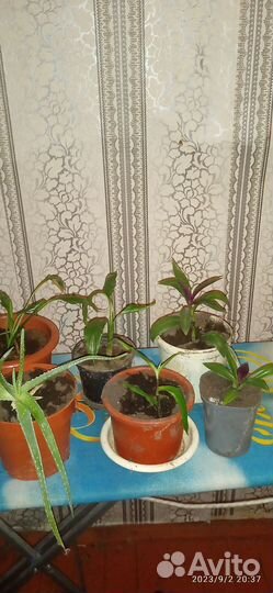 Комнатные цветы