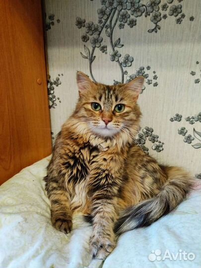 Кошка в приюте