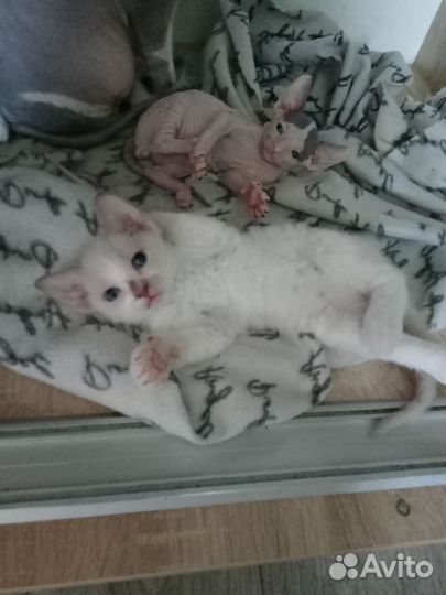 Донской сфинкс котята