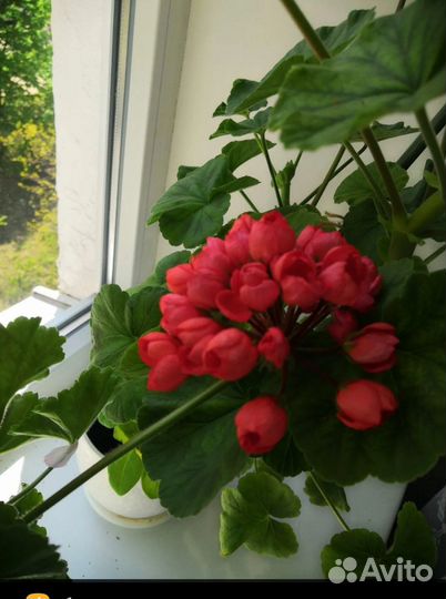 Герань пеларгония