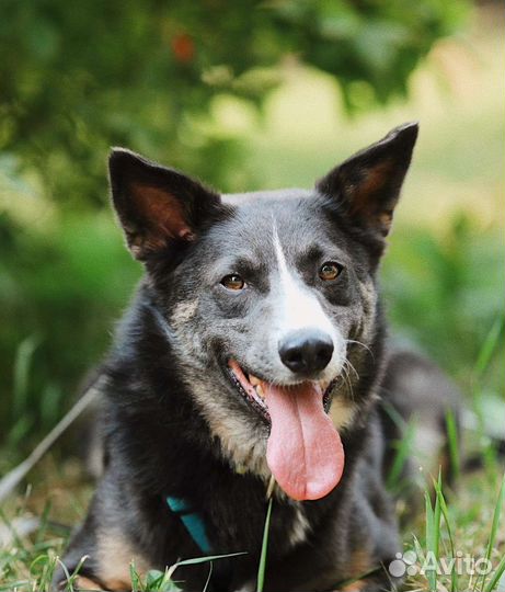 Собака в добрые руки