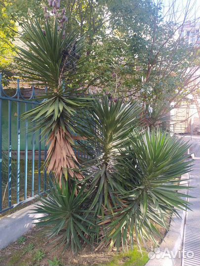 Юкка Алоэлистная Юкка саженцы