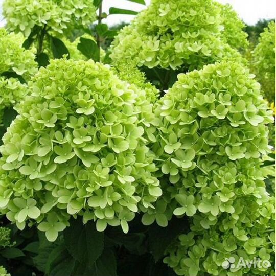 Гортензия Мохито