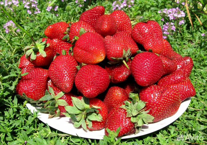 Клубника вкусная с доставкой