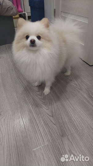 Немецкий шпиц вязка