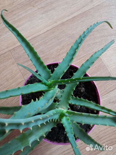 Алоэ в горшке