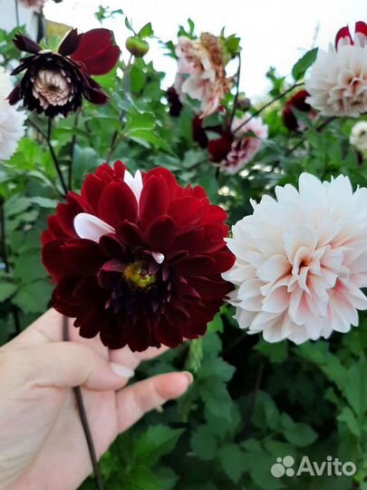 Георгины клубни