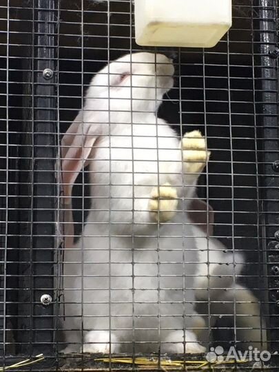 Домашнее мясо кролика