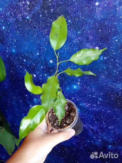 Сингониумы