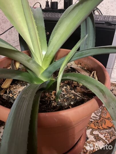 Агава голубая