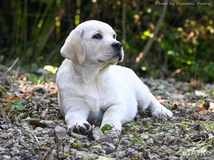 Щенки лабрадора