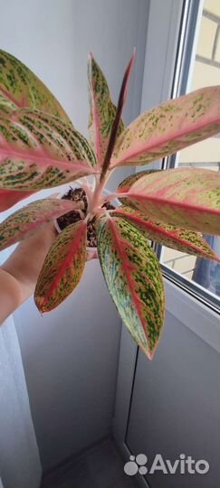 Аглаонема Red Legacy