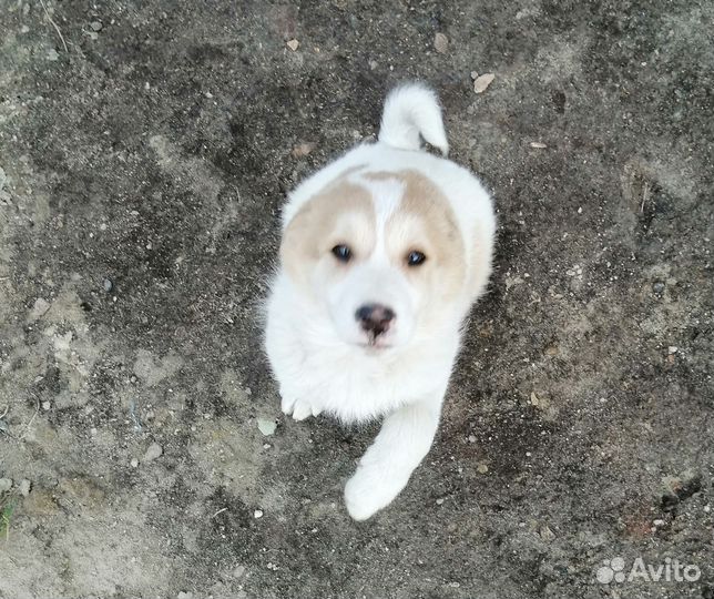 Собака в добрые руки щенок