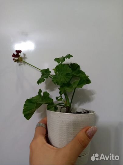 Пеларгония герань розебудная