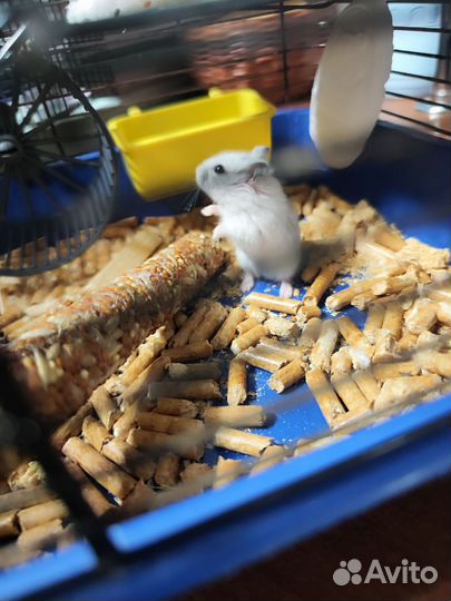 Джунгарский хомяк