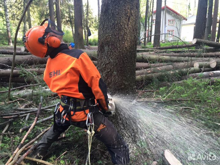 Спил деревьев