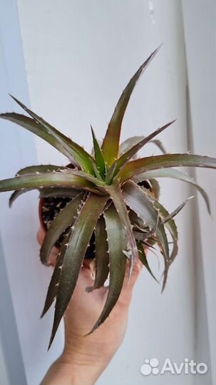 Дикия (dyckia)