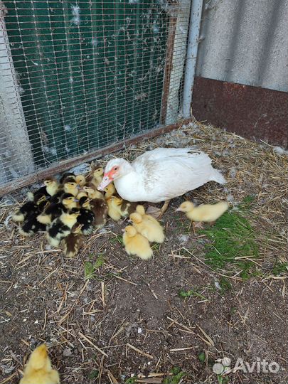 Мускусные утки, индоутята