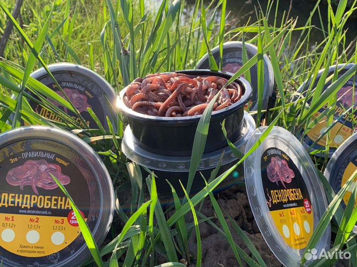 Червь дендробена-выползок