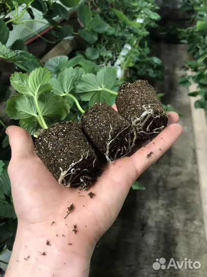 Рассада клубника Кабрилло