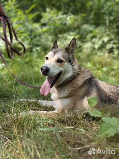 Собака в добрые руки