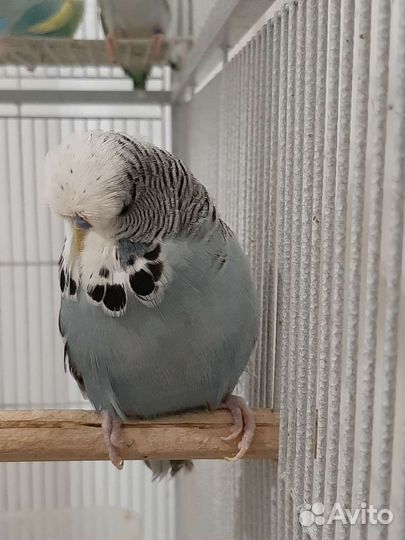 Выставочный Волнистый попугай Чех