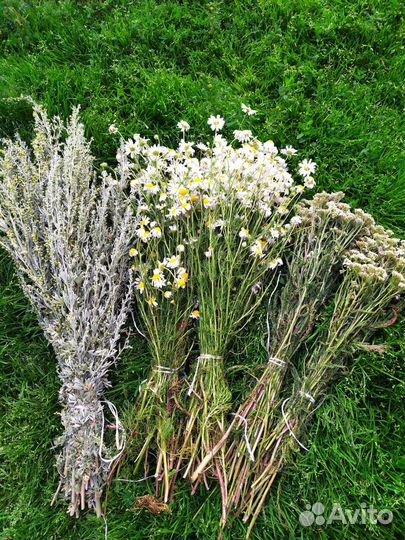 Лечебные травы для бани