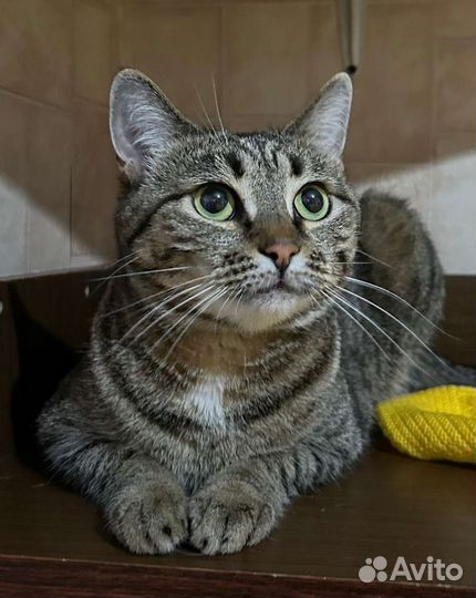 Кошка в добрые руки