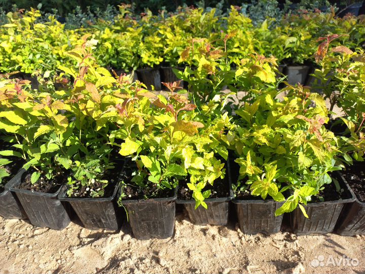 Саженцы туи Вудварди, Смарагд, кустарники