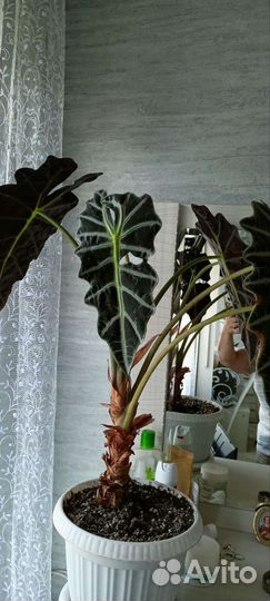 Алоказия полли