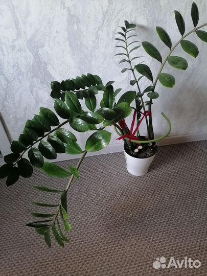 Замиокулькас