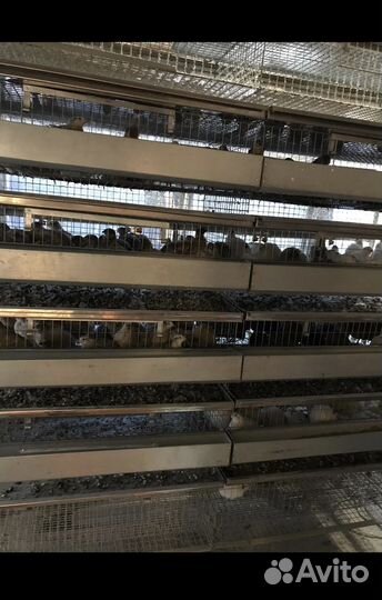 Клетка для перепелов