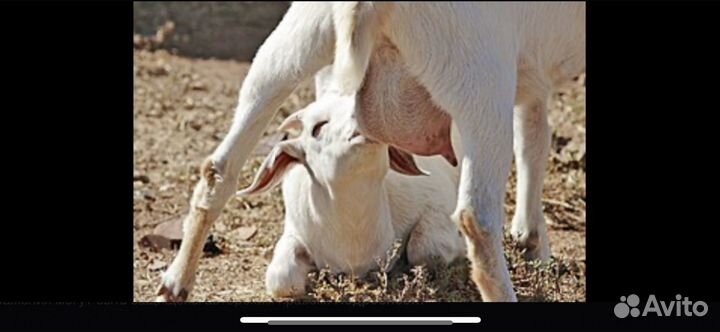 Козье молоко