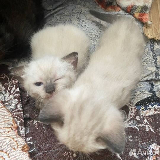 Котята отдам в добрые руки бесплатно