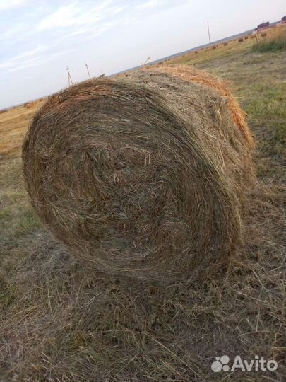Сено в тюках