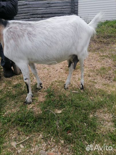 Коза дойная молочная альпийская