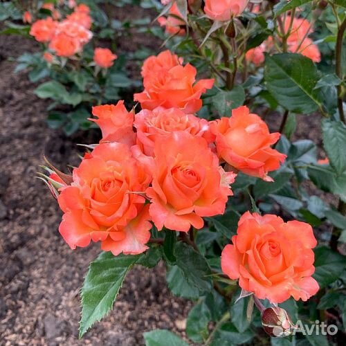 Саженцы роз Алегрия