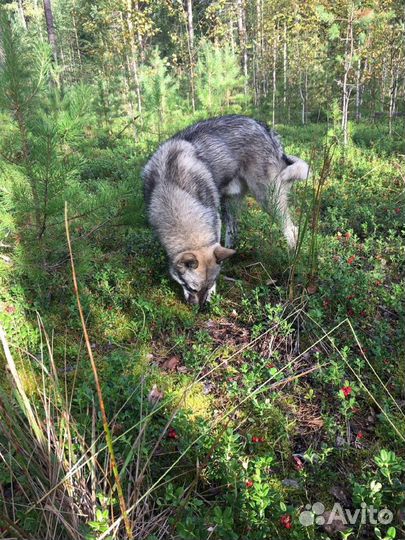 Вязка кобель