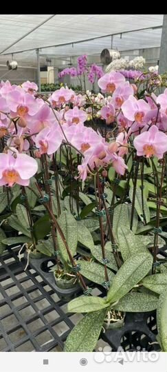 Орхидея Азия, Stars Humble Lady