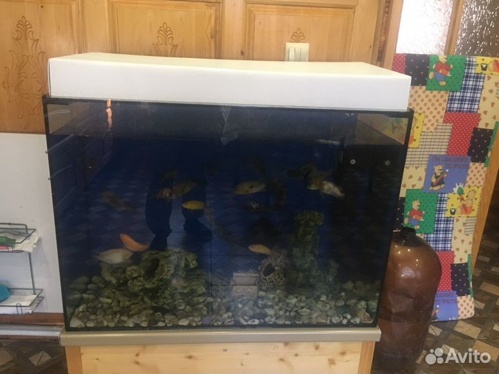 Аквариум с рыбами