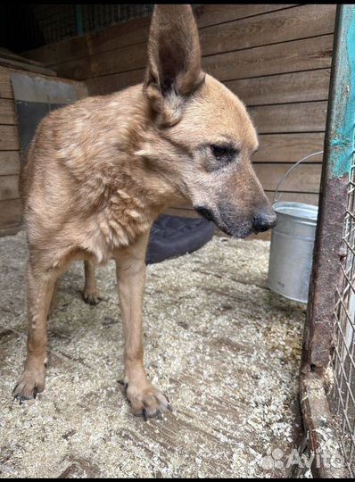 Собаки в дар бесплатно