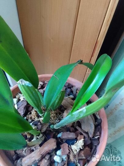 Орхидея каттлея Lc.Husman's Galla 'Z11