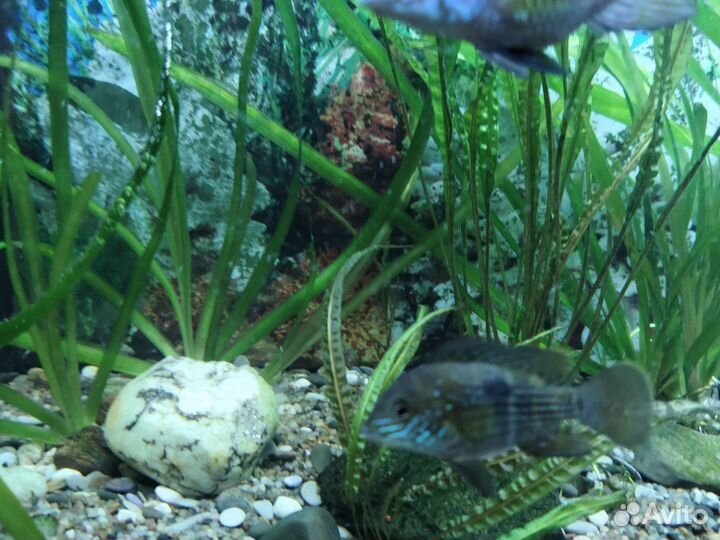 Акара бирюзовая