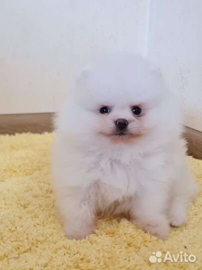 Щенки шпица мини мишки