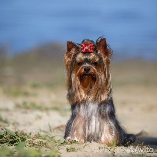 Кобель мини для вязки РКФ есть щенки